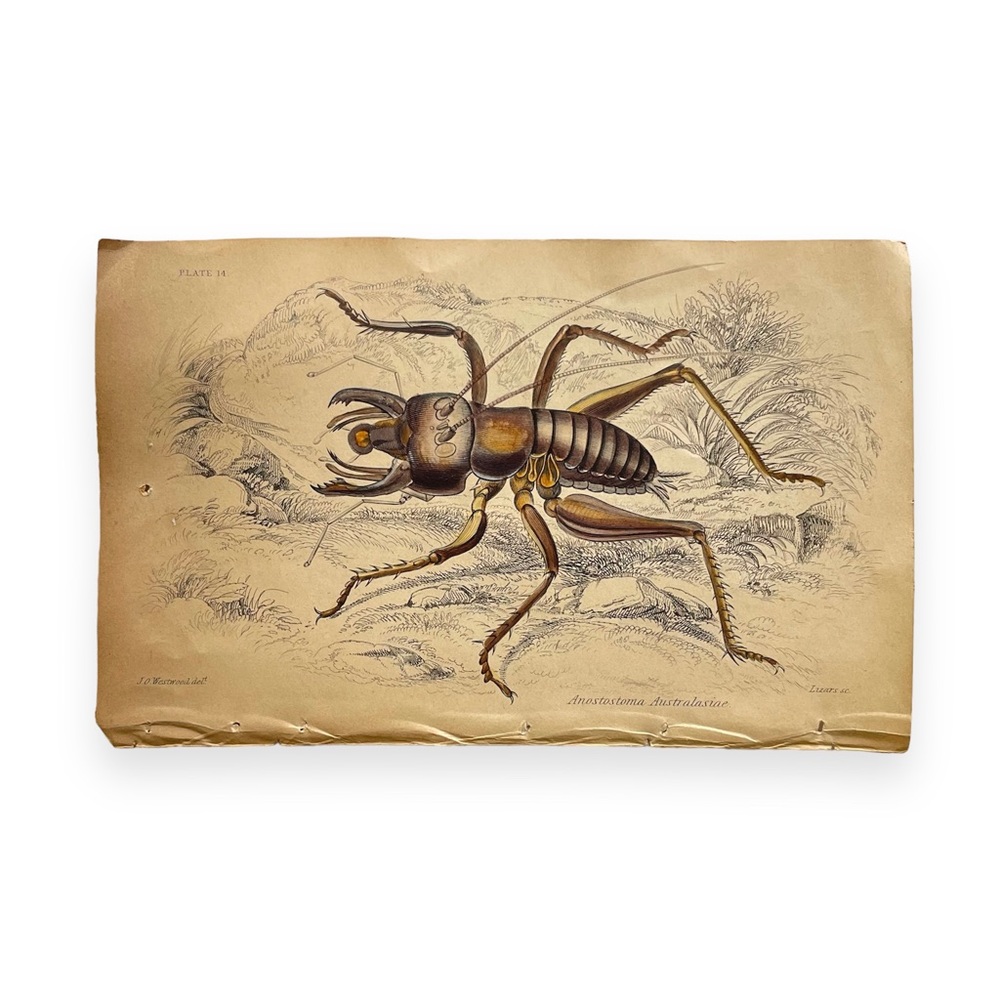 Vintage Beetle Illustration- book plate etching